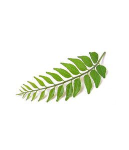 Curry Leaves  1/4 oz / 7 gram - Daily Fresh Grocery